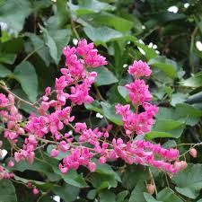 Image result for Aeschynomene leptophylla