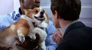 Cheddar has a collar that is blue with accentuating diamonds that are orange and grey. Brooklyn Nine Nine Corgi Cheddar Dies