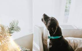 Why Do Dogs Howl Vca Animal Hospital