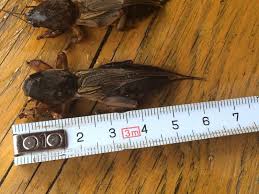 Turkuć podjadek to groźny szkodnik roślin. Turkuc Podjadek Uciazliwy W Uprawach Tunelowych Warzywa Pl