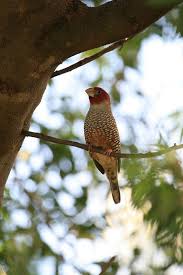 Birds With Red On Their Heads Red Headed Finch Redheads My Photos Photo