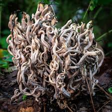 Image result for Chlorosplenium chlora