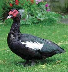 Black And White Domestic Duck Species The Muscovy Duck By Dr Dennis P Smith From The October November 2007 Issue Of Backyard Poultry Muscovy Duck Duck Breeds Duck Species