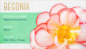 A flower is most important not only in the history of plants but also in the life span of human being. The 20 Most Beautiful Flowers You Ll Ever See Ftd Com