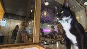 Our inaugural signature blend was named for a cat named henry who liked to warm up next to the roasters. Have Coffee With Cats At Neko Cat Cafe King5 Com