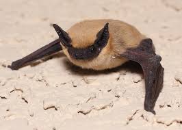 Birds On The Bat Twitter A Book Of Rather Strange Animals On Twitter Weird Animals Animals Beautiful Cute Bat