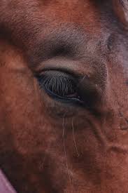 Check out our horse dog selection for the very best in unique or custom, handmade pieces from our pet id tags shops. Horse Face Pictures Download Free Images On Unsplash