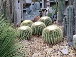 Pflanzenwissen der welt jetzt an einem ort verfügbar. Kakteen Bild Von Botanischer Garten Hamburg Tripadvisor