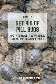 If you see them indoors, that means there's probably a very large population outside. How To Easily Get Rid Of Pill Bugs Aka Roly Poly And Sowbug Pill Bug Potato Bugs Bug Infestation