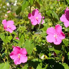 Image result for Pavonia