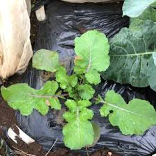 ナバナ のらぼう菜 ５週目 茎が赤くなりました レンタル畑で野菜づくり 週末農業体験