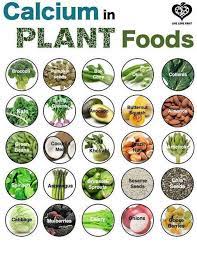 Calcium Plant Foods Calcium Rich Fruits Nutrition Plant Food