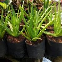 Maybe you would like to learn more about one of these? Jual Lidah Buaya Di Sumatera Utara Harga Terbaru 2021