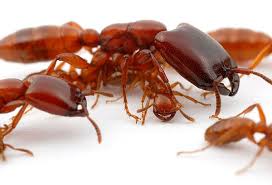 Driver Ants One Of The More Dangerous Things You Can Die From In Africa Ant Species Ants Bugs And Insects