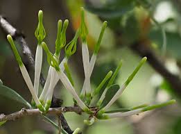 Image result for Agelanthus