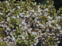 Image result for Ateleia herbert-smithii