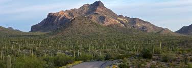 The diverse terrain includes stark mountains, broad alluvial plains, isolated canyons and foremost among the desert dwellers are the cacti. Puerto Blanco Drive Organ Pipe Cactus National Monument