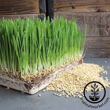 Organic Barley Grass Seeds Grow Barleygrass For Juice Non Gmo In 2021 Wheat Grass Seeds Organic Seeds Organic Grass
