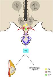 Image result for Prolactin