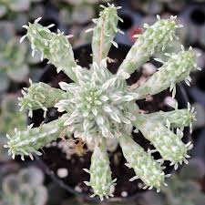 Image result for Euphorbia corniculata
