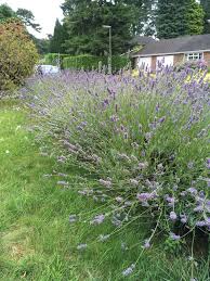 You can prune spanish lavender by grasping the dead blooms with one hand and using clippers to cut them from the plants. When Is The Best Time To Move Lavender Plants Bbc Gardeners World Magazine