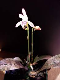 Image result for Oeceoclades maculata