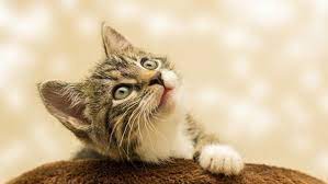 kedi mahmure kedi sevimli kediler kedi esprileri