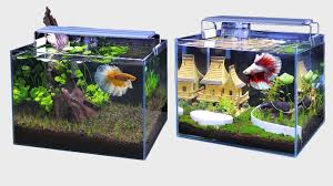 Top 2 Diy Planted Aquarium Decoration Ideas For Betta Fish Diy Nano Aquascape Fish Tank No In 2020 Betta Fish Tank Betta Fish Fish Tank