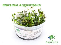 Image result for Marsilea burchellii
