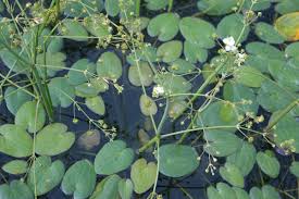 Image result for Caldesia parnassifolia