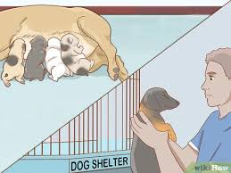 Here's a look at some of the most. 3 Ways To Deal With Common Mating Problems In Dogs Wikihow Pet