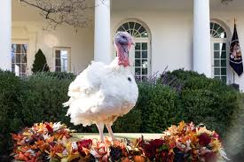 The first thanksgiving turkey on record to receive a reprieve was in 1963 when president john f previous turkeys have gone to disneyland and the unfortunately named frying pan park in virginia. National Thanksgiving Turkey Presentation Wikipedia