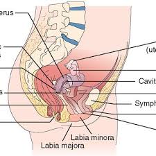 Physiology, structure, medical profession, morphology, healthy. Figure1 2 The Female Reproductive Organs As Seen In Sagittal Section Download Scientific Diagram