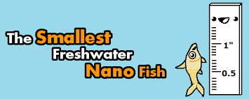 17 Smallest Freshwater Aquarium Micro Fish That Stay Small