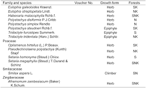 Image result for Polystachya steudneri