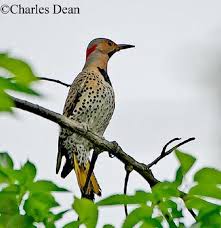 Backyard Birds Of East Texas Birds Of East Tennessee Identification Tennessee Watchable Wildlife Northern Flicker Habitat Northern Flicker Backyard Birds Habitats