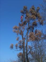 Owner at mj getright llc university of south florida. Michael Johnson Tree Surgery Ltd Home Facebook