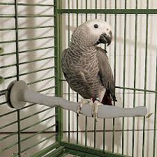 Even small pets like guinea pigs and hamster can be found at shelters and rescue groups. K H Manufacturing Heated Bird Perch Bird Perches Swings Petsmart