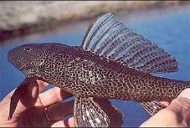 fisch vielgepunkteter schilderwels pterygoplichthys multiradiatus fischlexikon susswasserfische wels aquaristik
