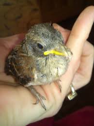 Feeding And Caring For A Cape Sparrow Fledgeling Until Taking To A Rehabilitation Centre Skimming Stones Sula S Blog Sula1968