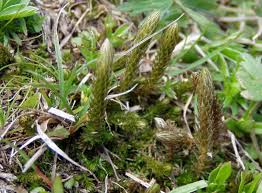 Image result for Selaginella shabaensis