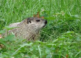 Thus a groundhog has fewer natural predators, while the gopher is on the menu of a larger number of bigger animals. Fascinating Groundhog Facts Donna L Long