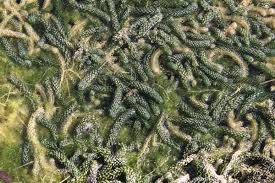 Image result for Lagarosiphon major