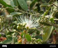 Image result for Maerua cafra