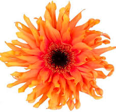 Image result for Gerbera