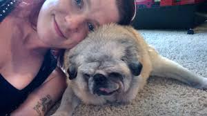 Too cute to handle, too comfy to move #puglife Janel Patterson