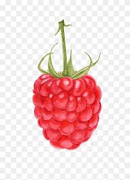 You should now have a raspberry pi. Raspberries Draw Png Images Pngwing