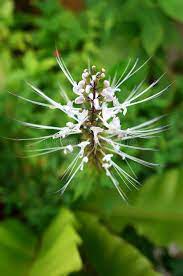 Misai kucing belongs to the lamiaceae family. 104 Orthosiphon Stamineus Photos Free Royalty Free Stock Photos From Dreamstime