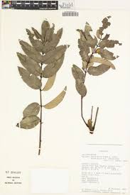 Image result for Bersama abyssinica