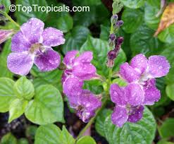 Image result for Asystasia gangetica